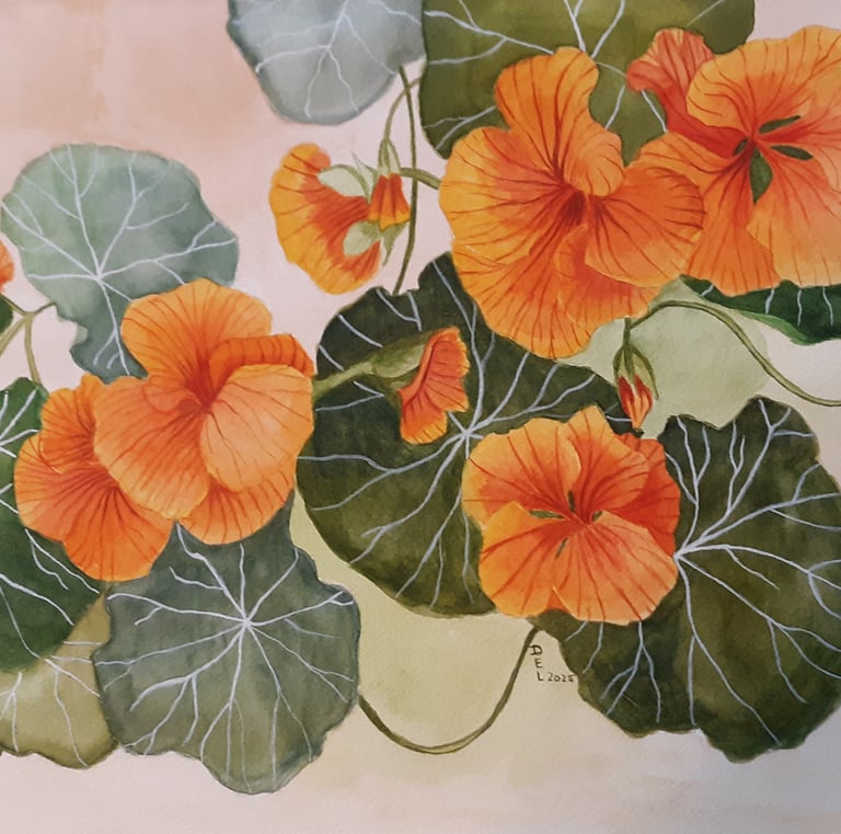watercolor painting of orange Nasturtium flowers and vines