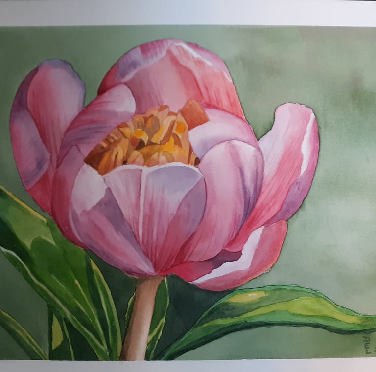 watercolor painting of a pink peony