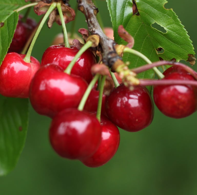 cerise