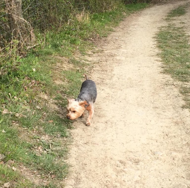 image of dog walking in Malvern