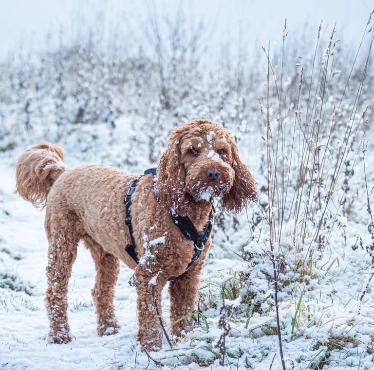 Dog Walking Winter Malvern