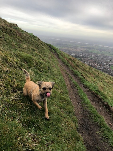 Malvern Hills dog walk