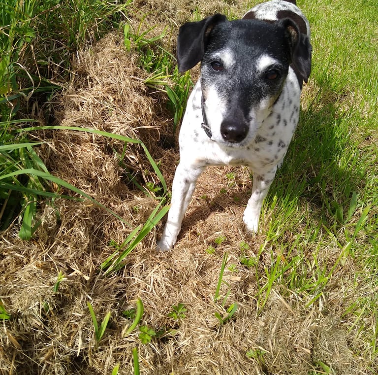 Upton & Malvern Dog Walking
