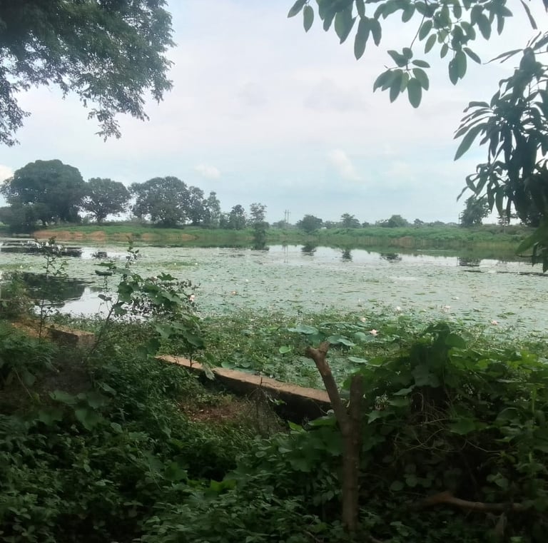 pond
