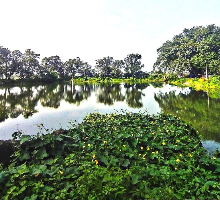 pond
