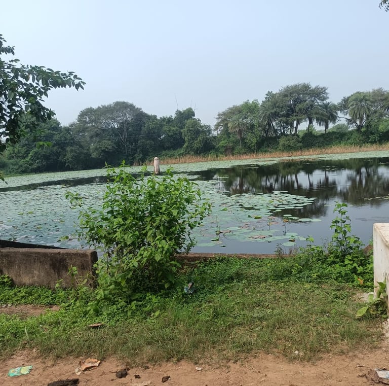 pond