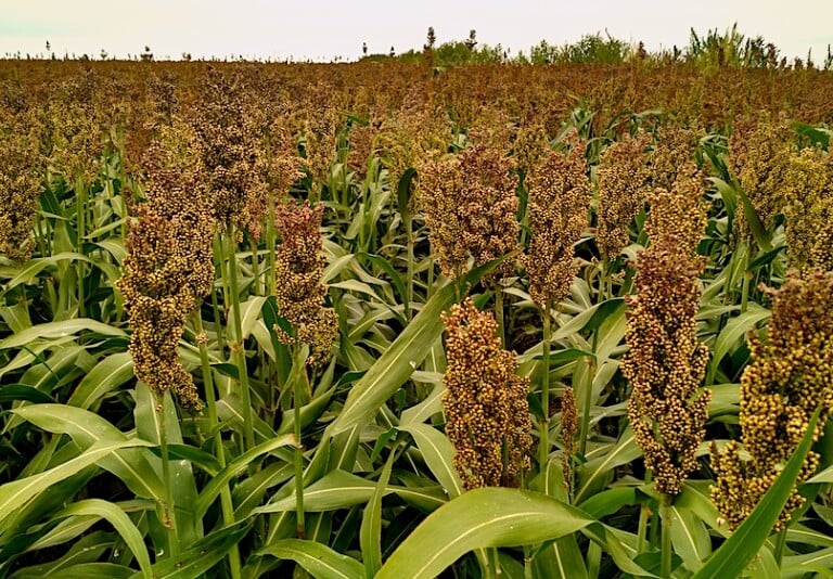 sorghum 
