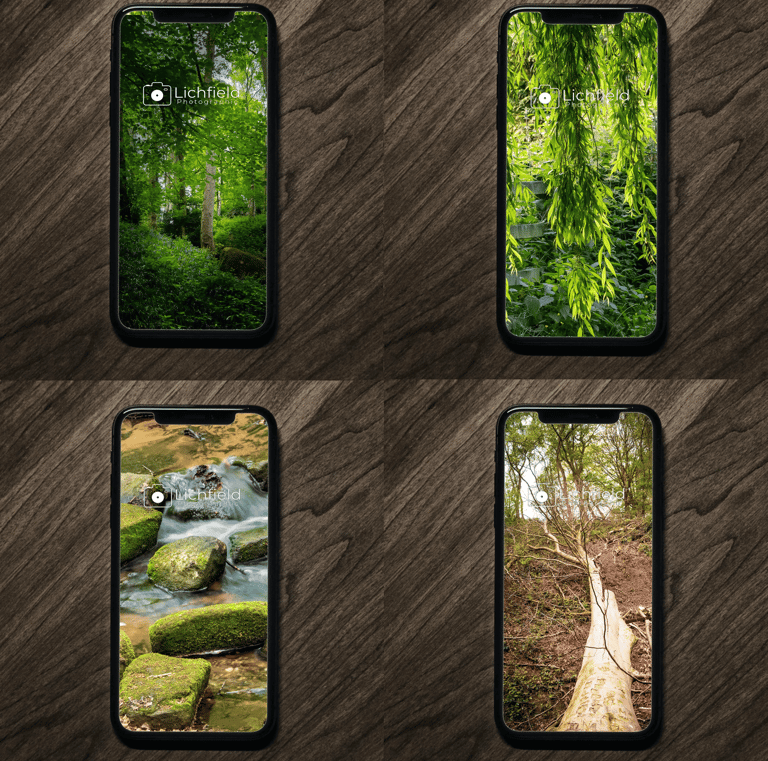 a group of four different pictures of a forest