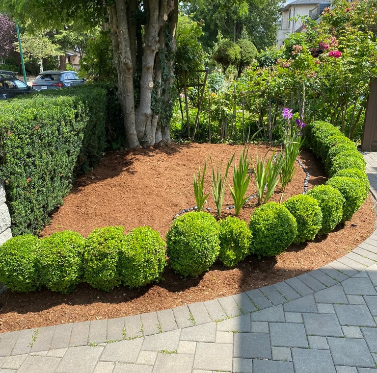 rounded boxwoods with light brown mulch