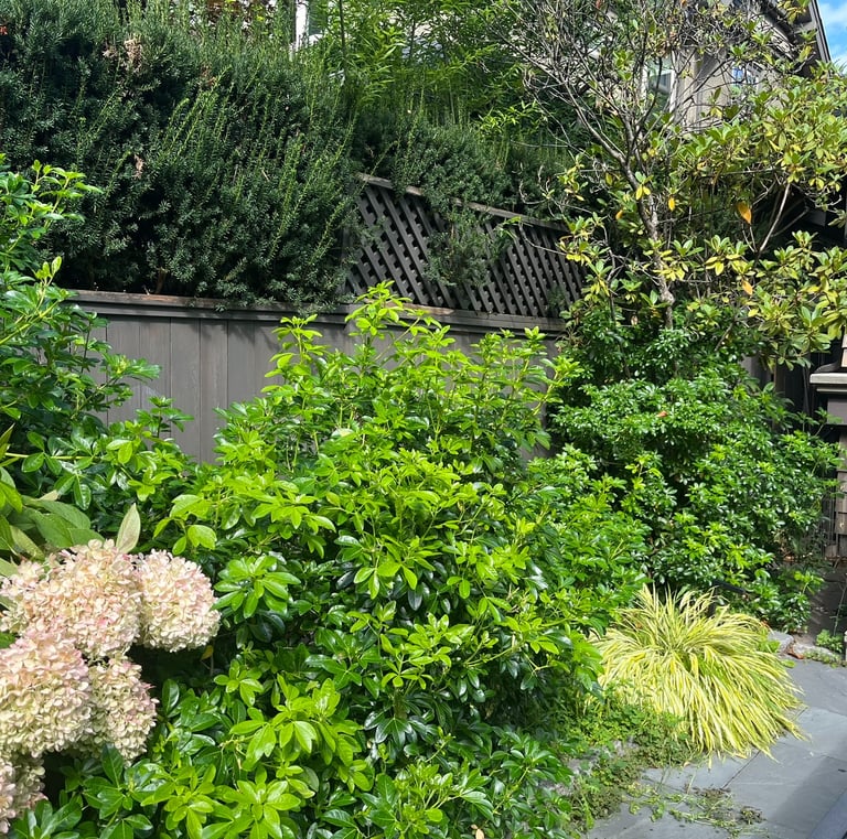 Unkept plants and flower bed