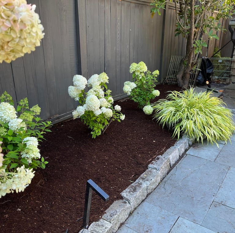 hydrangeas with mulch