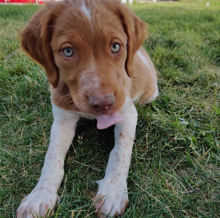 Brittany spaniel dog puppy in grass