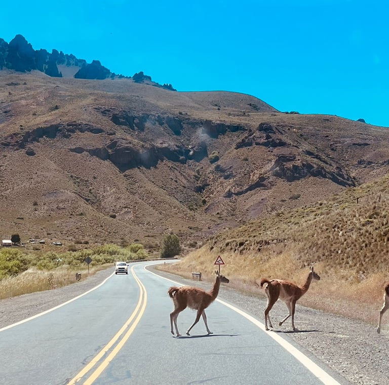 Two guanacos crossing a road in a mountainous area.