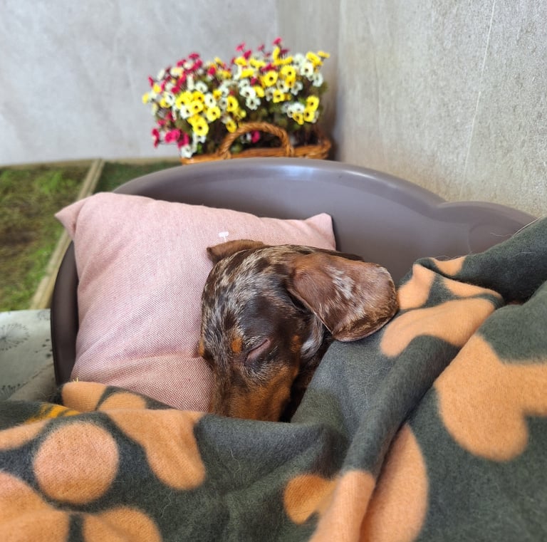perro de raza teckel descansando en la hora de la siesta de una guardería canina en Madrid