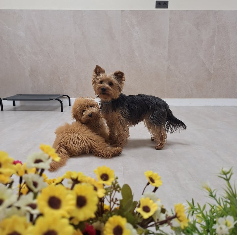 perros cachorros jugando en una guardería canina