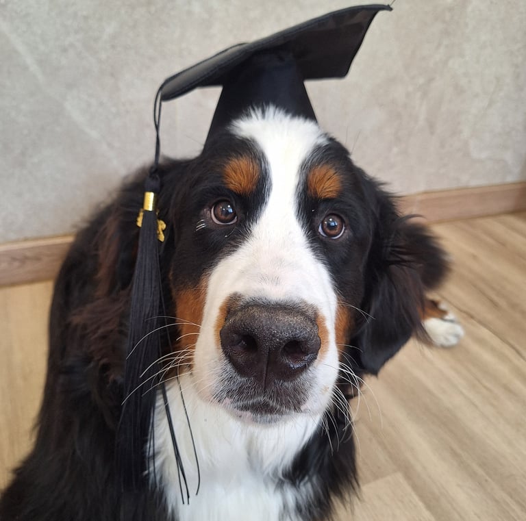 perro boyero de berna en la graduación de una guardería canina