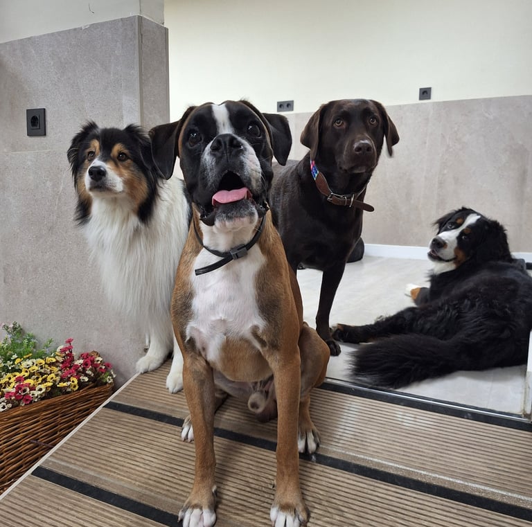 perros felices posando para una foto en una guardería canina de Madrid