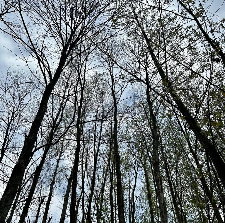 Under the woods, Kashmir, India