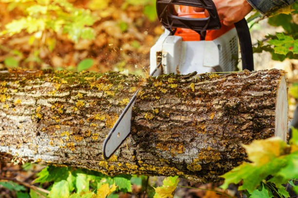 Wood cutting professionally done by best love team