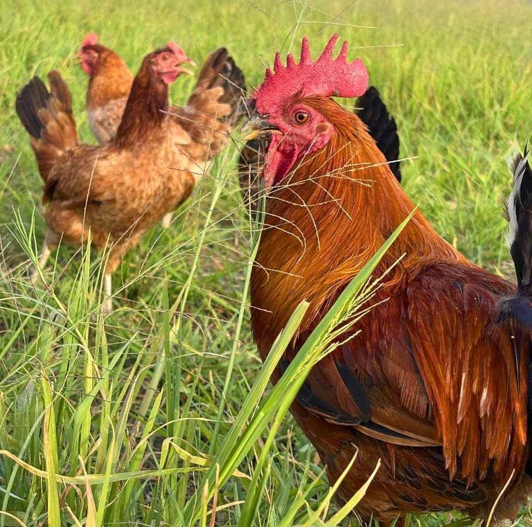 Organic chiken and hen in farm