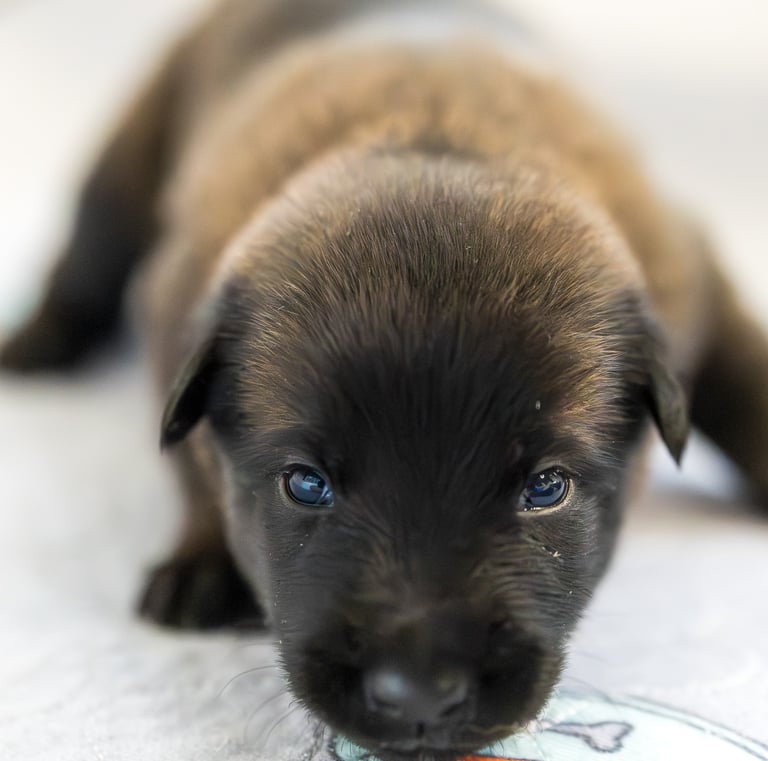 Belgian Malinois puppies for sale in Florida. Five males and three females available July 11th 2026