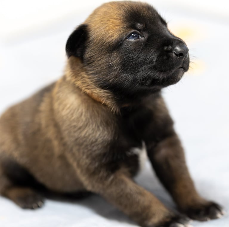 Belgian Malinois puppies for sale in Florida. Five males and three females available July 11th 2026