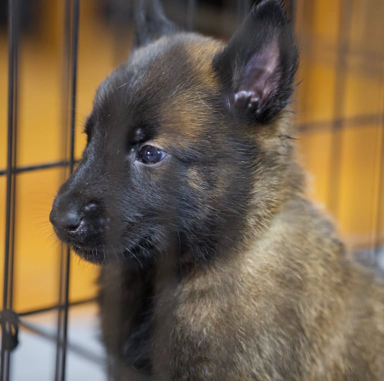 Belgian Malinois puppies for sale in Florida. Five males and three females available July 11th 2026