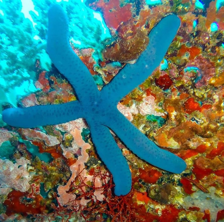 a blue starfish on a coral lovina reef