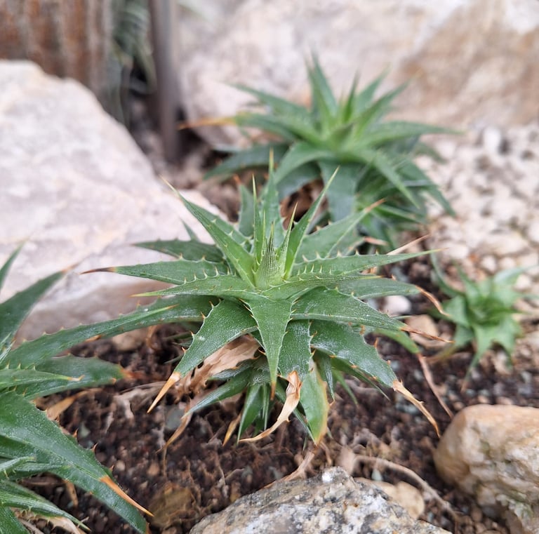 succulents growing in dry soil