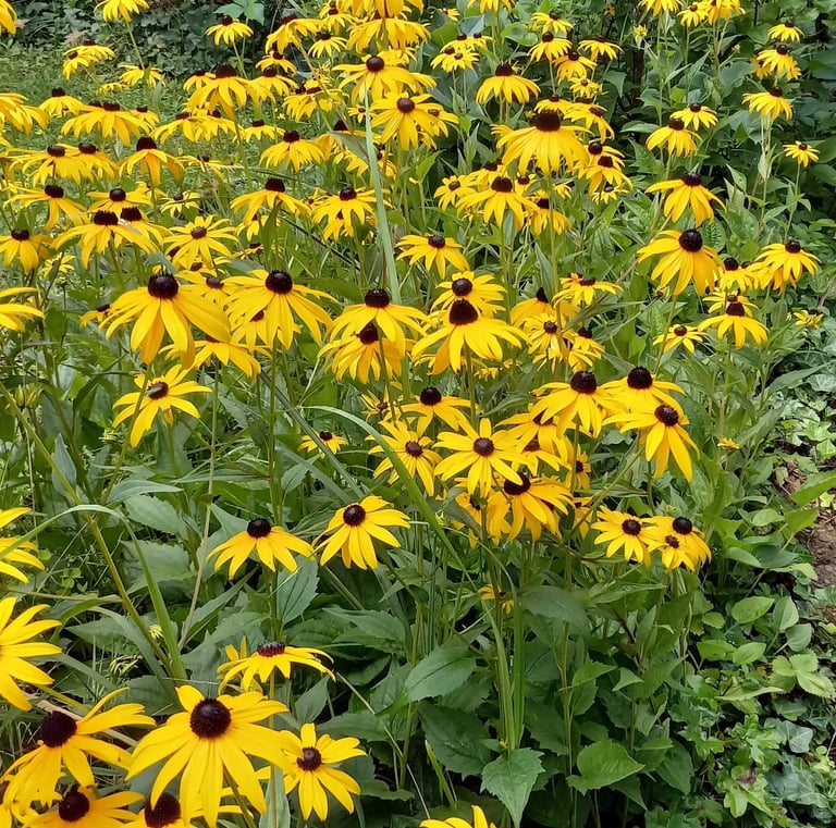 a big bush of Black Eyed Susans