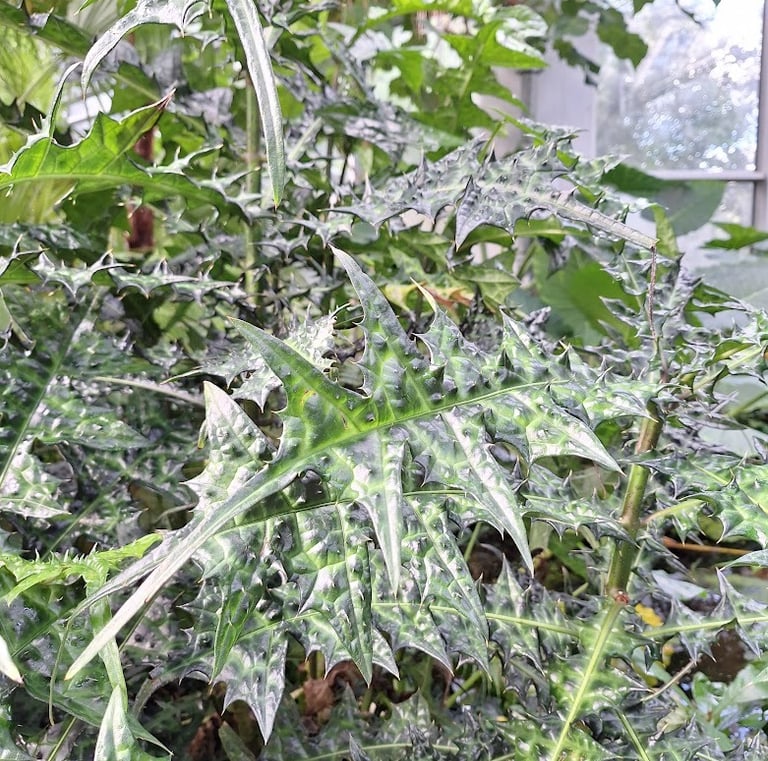 an invasive garden plant that needs to be removed