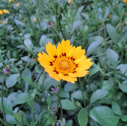 one yellow Coreopsis flower growing in zone 6