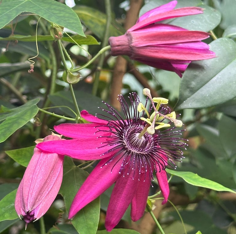 a pink flower blooming on a green bush