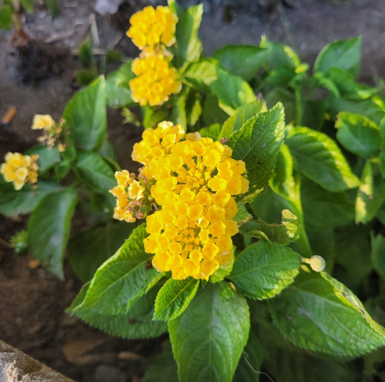 multiple yellow Lantana flowers in a full sun hanging basket