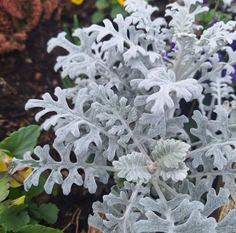 a silvery annual for shade called Dusty Miller