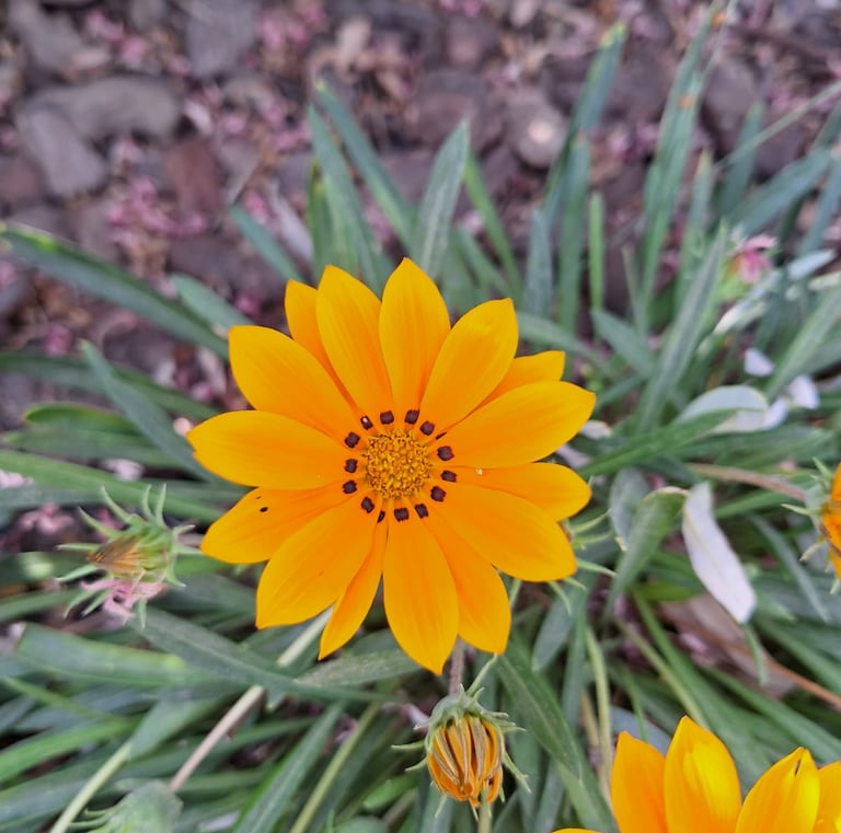 a orange Treasure Flower