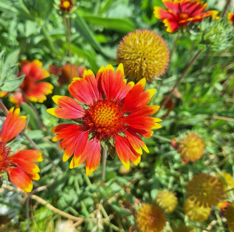 a red Indian Blanket flower wth a round middle