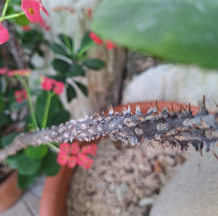 the thorny stem of the Crown of Thorns flowers