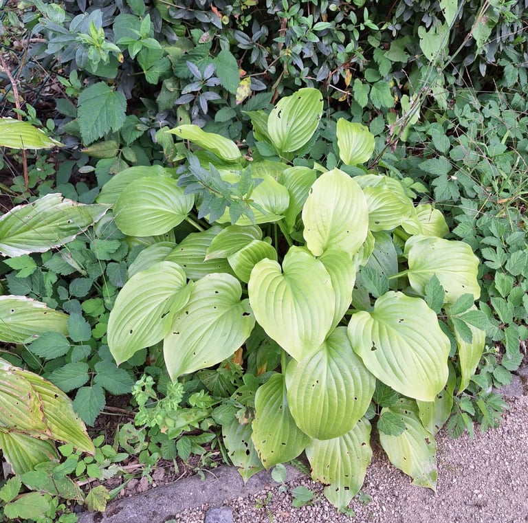 a great border plant called Hosta