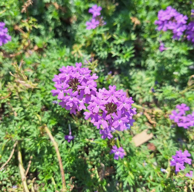 tiny Dakota Mock flowers blooming on a green space