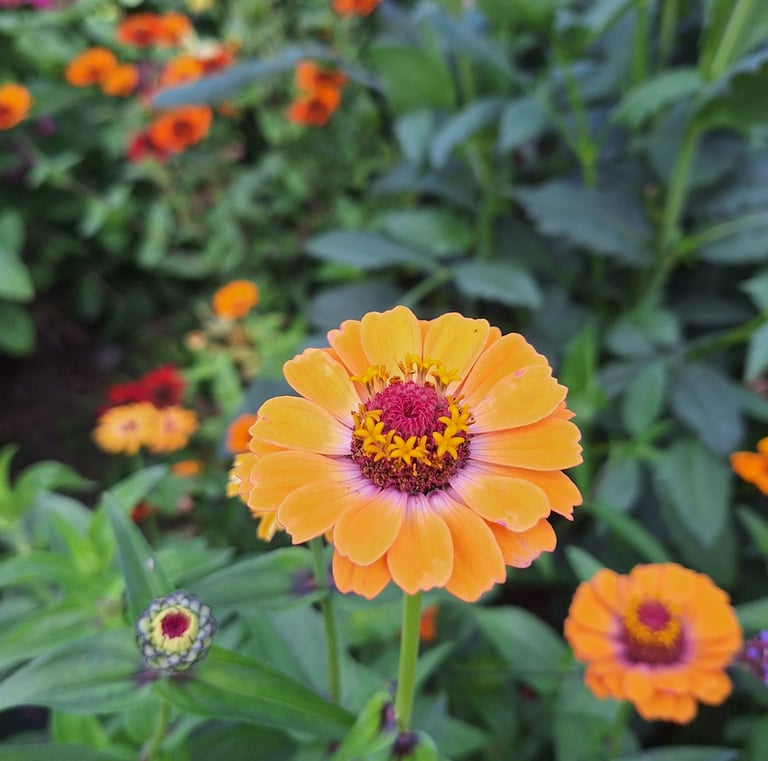 one orange Zinnia flower in a container