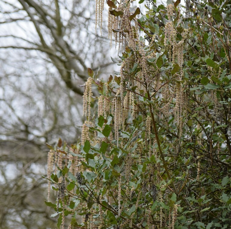 a tall Silk Tassel bush