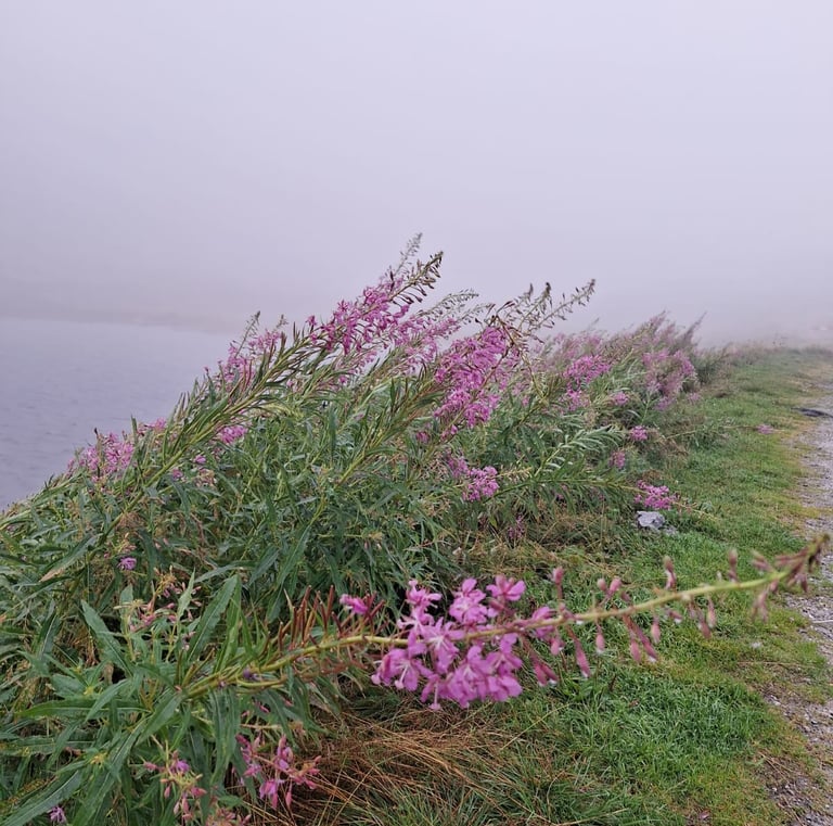 tall pink Fireweed flowers thriving in a cold, wet Alpine environment