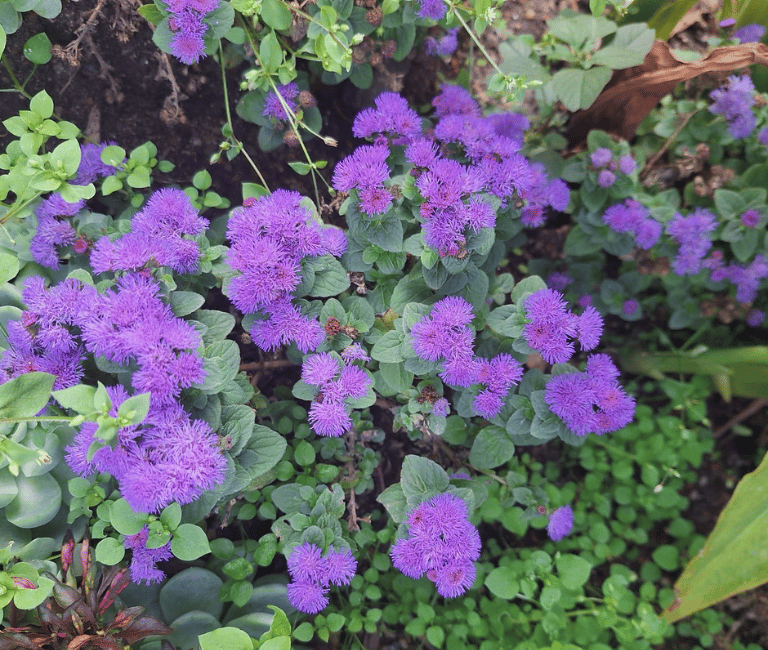 a rabbit resistant annual with purple flowers