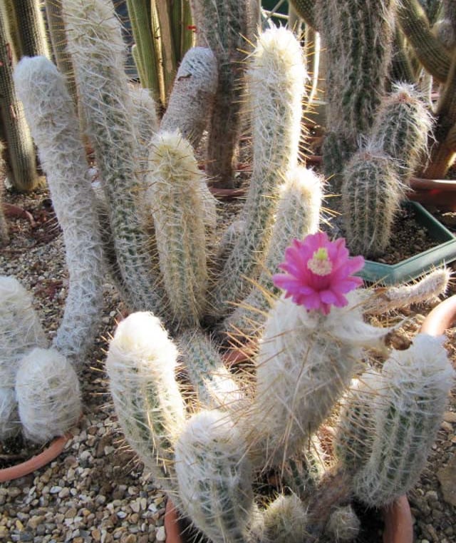 Old Man of the Andes cacti with white thorns