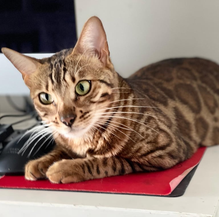 Gato Bengalí