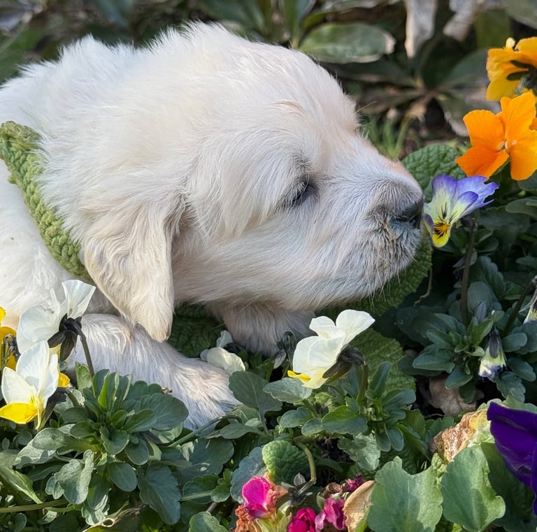 I am a bee I can fly If you come closer I will sniff you as well.