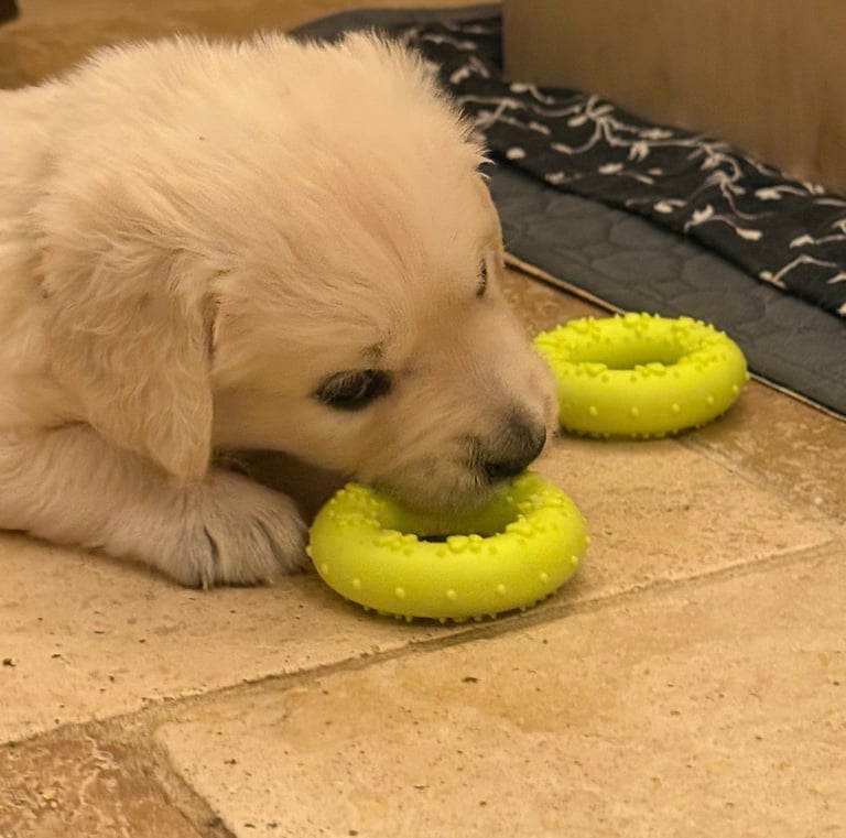 What is this? and why are there two of them?