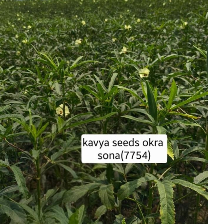 A lush field of Kavya Seeds Okra Sona 7754 plants with yellow flowers under a sunny sky.