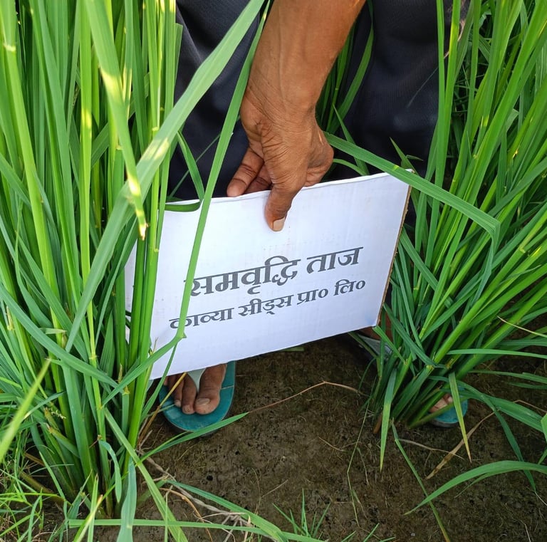 Farmer holding a Samridhi Taj brand seed placard in a lush green rice paddy field.